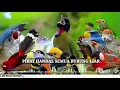 Download Lagu Suara PIKAT Semua Jenis BURUNG LIAR Terbaru Paling AMPUH!