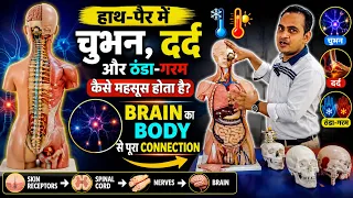 हाथ-पैर में चुभन और दर्द क्यों होता है? 🧠 Brain तक Signal कैसे पहुँचता है? | Nervous System #brain 