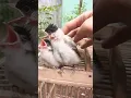 Download Lagu Perbedaan burung kutilang jantan dan betina dengan mudah.