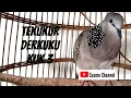 Download Lagu derkuku tekukur kuk 3 lokal gacor suara bedah karang bikin geger sekampung