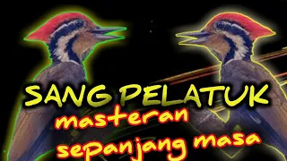 suaranya sangat jernih pelatuk bawang yang satu ini masteran terbaik 