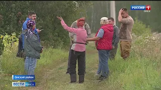 Стадо свиней терроризирует деревню в Омском районе