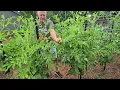The Best Time To Pick A Tomato - The Answer Will Surprise You
