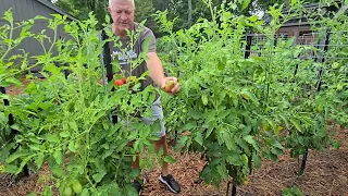 The Best Time To Pick A Tomato - The Answer Will Surprise You