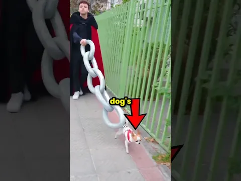 Never Drop Your Dog's Leash 🐕