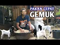 Download Lagu PAKAN KAMBING MURAH MERIAH