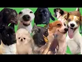 Best Dog Memes