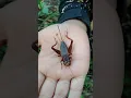 Download Lagu Menangkap jangkrik 🦗