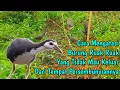 Lagu Cara Mengatasi Ruak Ruak Yang Keluar Dari Sarangnya ‼️ creative bird traps ‼️ spot dove