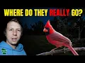 The TRUTH About Where Your Backyard Birds Go At Night