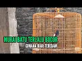 Lagu Terlalu Bocor, Gimana Agar Teredam? || Bengkel Murai Batu