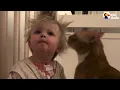 Cat Can't Wait To Wake Up His Baby Sister Every Morning | The Dodo