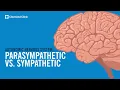 Het autonome zenuwstelsel: sympathisch versus parasympathisch, uitgelegd