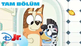 Tulumlar | Bluey | @DisneyPlusTR