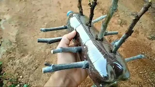 زراعة اقلام التين مع مروان منصور 