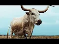 alt-J - Left Hand Free (Official Video)