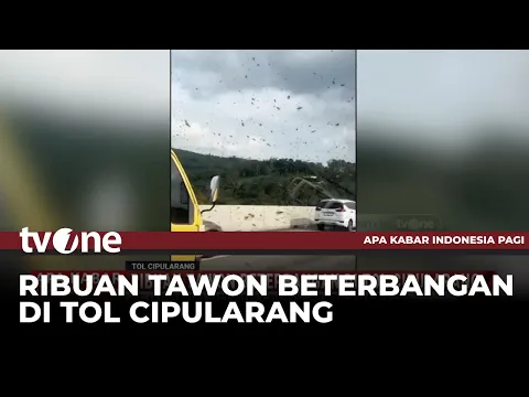 Merinding, Ribuan Tawon Beterbangan di Tol Cipularang