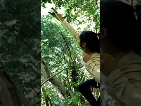 Hunting ep326 #wildlife #nature #cute #animals #birds #bamboo