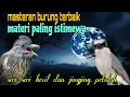 Download Lagu Masteran terbaik dan istimewa 🔥🔥 siri siri kecil dan jingjing petulak 