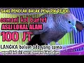 Lagu perkutut cemani lokal alam ASLI ciri ciri dari suaranya || 100 jt apa tembus??