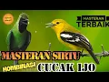 Download Lagu masteran sirtu kombinasi cucak ijo sangat cocok untuk mencetak bahan agar bermateri ISTIMEWAH.