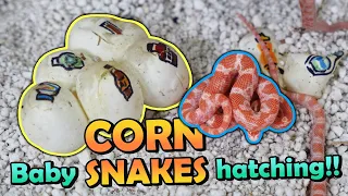 Albino Corn Snakes Hatching! But are any Diffused...?