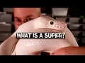 What is a Super Ball python genetics