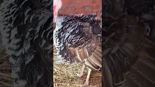 انثي الديك الرومي نفشت ريشها زي الديك 