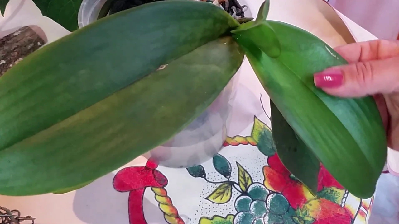 CUMPRINDO DESAFIO/ MELHOR VASO PARA ORQUÍDEA PHALAENOPSIS