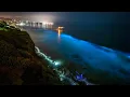 Paper pinpoints cause of San Diego s 2020 red tide