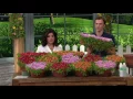 Roberta s 9-piece Hardy Succulent Ice Plant Collection on QVC