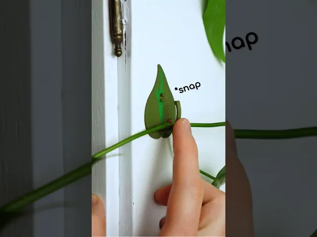Plant Cable Clips & Ties "LeafLock" | Adjustable Cable Zip STL to 3D print | Leaf Wall Clips video thumbnail