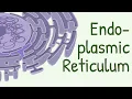 Endoplasmic Reticulum Structure Functions