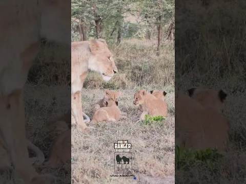 🦁🦁 Such Cute Lion Cubs in the Mara Ripoi Conservancy 🦁🦁 #vivoX300pro #wildlife