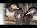 Download Lagu FULL STOK KINOI CAK IJO JALAK SUREN ANAK UPDATE KIOS ABADI BIRD BANDUNG