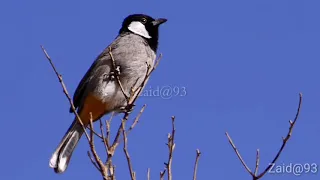 صوت تغريد بلبل طور مندلاوي خالي من الاخطاء لتعليم افراخ البلابيل واضح جدا دندنها