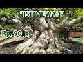 Cek harga bonsai beringin kimeng Di Stand \