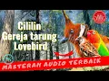 Download Lagu cililin gereja tarung lovebird - kompilasi masteran burung