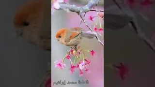 أغنية الجملة الاسمية والفعلية 