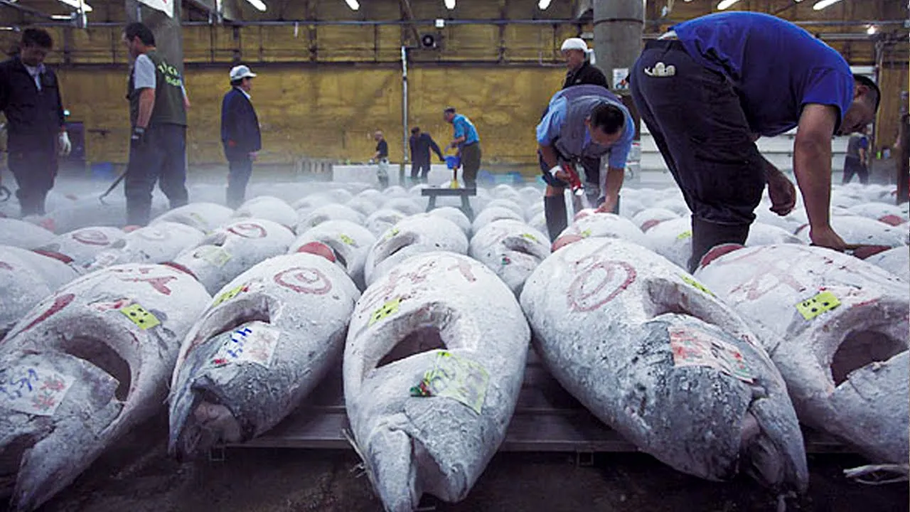 Outline Video How Tuna Fish Is Caught & Processed | How It's Made Canned Tuna
