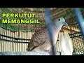 Download Lagu SUARA PERKUTUT MEMANGGIL, BAGUS BUAT TERAPI DAN PANCINGAN
