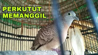 SUARA PERKUTUT MEMANGGIL, BAGUS BUAT TERAPI DAN PANCINGAN