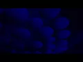 Little Big Town - Wonderwall Oasis Cover |Live at the Royal Albert Hall |London UK |05 October 2017