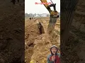 Download Lagu Excavator digging Chinese yam: A nutritious ingredient used in cooking and medicine