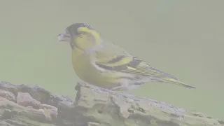 طائر النعار السيسكين الأخضر 