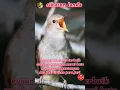 Download Lagu Masteran Burung paling populer #sikatanlondo #shorts #shortvideo #shortsfeed #short #masteranburung
