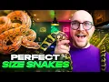 Top 5 Medium Sized Pet Snakes