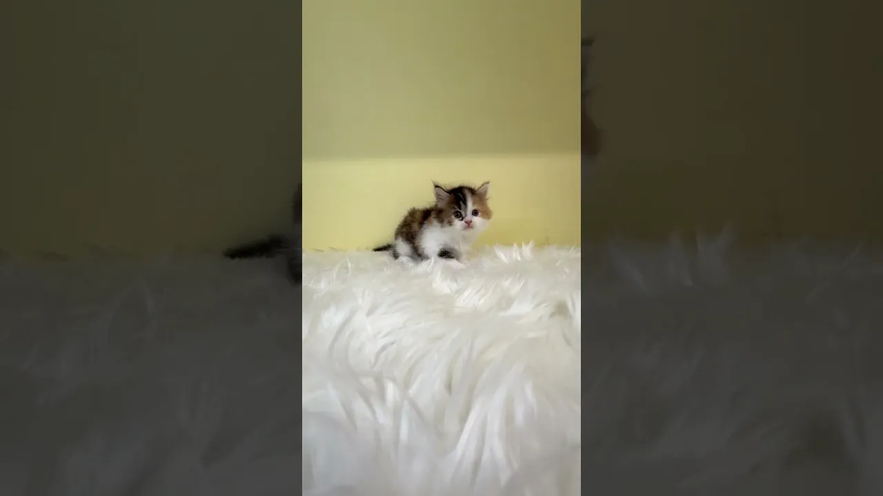 動画