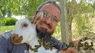 كيف أقضي يومي في المزرعة بين الأعمال و رعاية الحيوانات و ترتيب البيت 145 