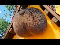 7 Bears Bear Butt Inflation